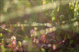 Росянки в клюкве (3)