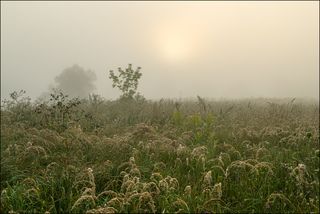 На лугу в светлом тумане