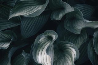 Плавные линии вьются вьюном-1