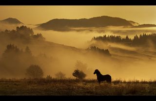 Morning with the Black horse