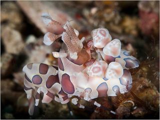 Арлекин шрим, 1-1,5 см