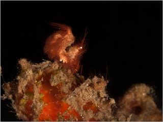 Хэири шрим, менее 5 мм