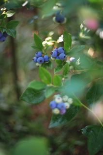 Гелиос 40-2 85 MM F/1.5