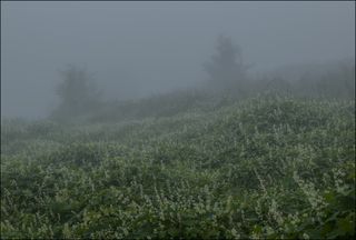 На рассвете у реки в густом тумане