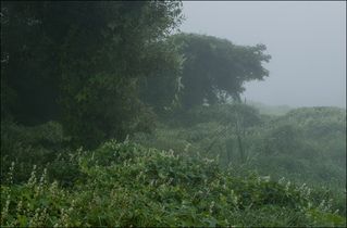 В береговых дебрях Упы на рассвете