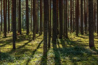 Августовским днём на полуострове