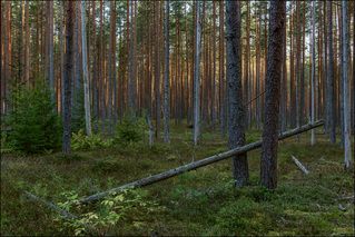 Вечер в сосновом бору