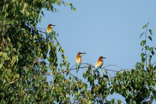 3 щурки и луговой конёк