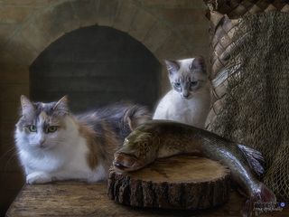 -Ого! Тут нам на два дня хватит еды!