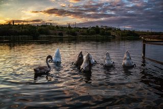 Вечерний променад лебединого семейства