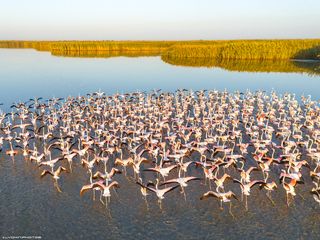 Озеро Фламинго