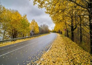 Золотая дорога в осень