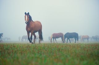 Лошади, утро, туман...