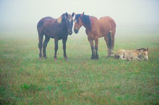 Лошади, утро, туман...