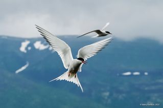 02 Они виртуозно управляют своим полётом, …