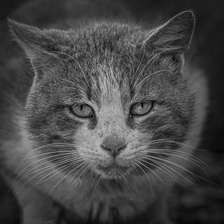 «Борман» - Серьезный типаж, содержит гарем, Кожаных призирает, всегда готов к любым разборкам.