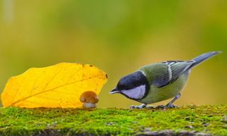 Кто-кто под листочком живёт ツ