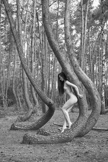 crooked forest
muse Ada L.