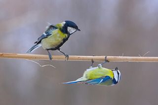 Большая синица с сестрёнкой лазоревкой.