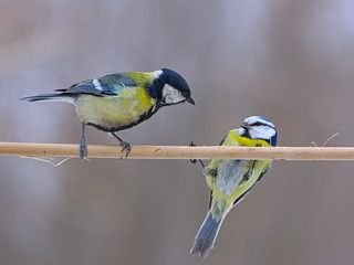 Смотри как могу ツ