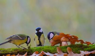 Спрятался ツ