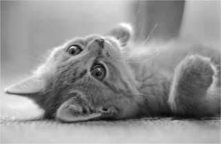 Кошачьи нежности.