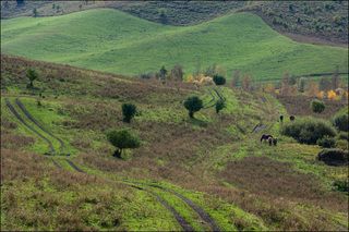 На пастбищах среднего Алтая