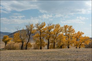 Сентябрьские тополя Алтая