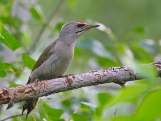 Седой дятел, мальчик.