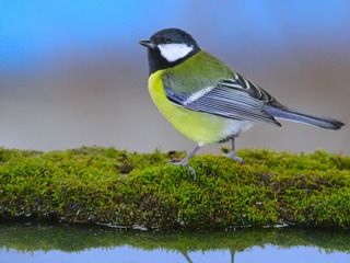 Под небом голубым