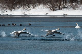 Лебединое озеро. Зимовка диких лебедей. Алтайский край.
