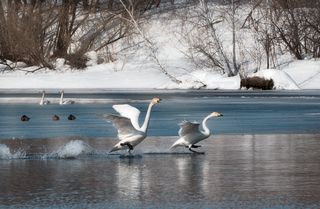 Лебединое озеро. Зимовка диких лебедей. Алтайский край.