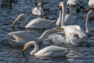 Лебединое озеро. Зимовка диких лебедей. Алтайский край.