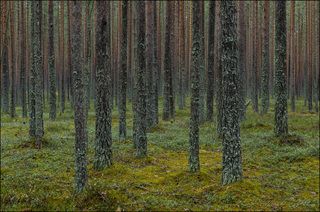 Сосновый бор в конце октября после дождя