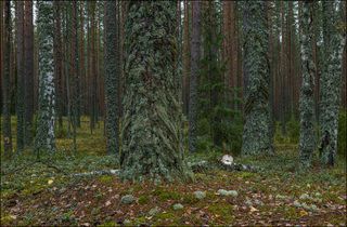 Замшелые деревья, причёсанные ветром.
