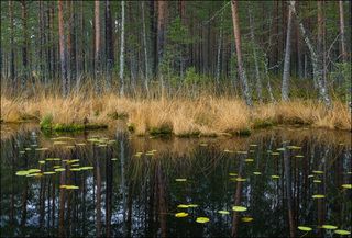 Заболоченный берег озера