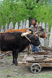 Очень непростое земледелие на крутых склонах порой не позволяет использовать технику, но есть старый надёжный метод.