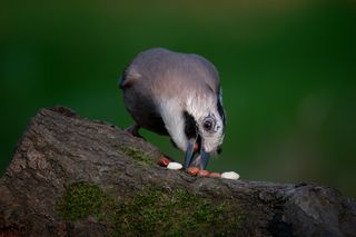 Вороватая сойка