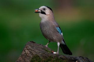 Собрала угощение