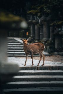 Cute deer in Nara Park.