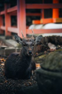 Cute deer in Nara Park.