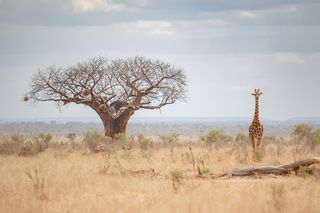 Баобаб и жираф D850.