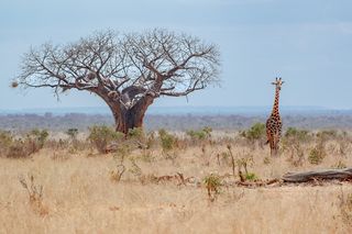 Баобаб и жираф D500.