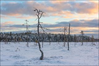 На ноябрьском болоте вечереет