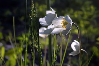 Ве́треница