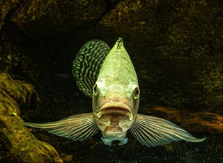 Аквариумные рыбки