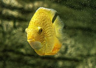 Аквариумные рыбки