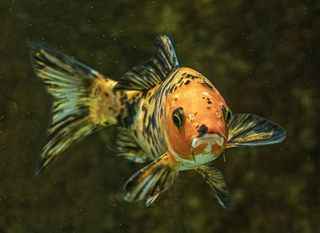 Аквариумные рыбки