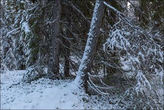 Ноябрьский день в лесу на юге Кольского (2)