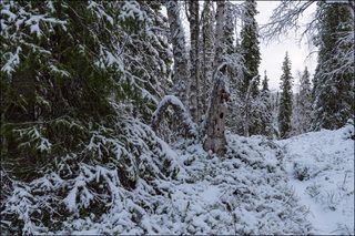 Ноябрьский день в лесу на юге Кольского (3)